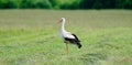White Stork Royalty Free Stock Photo