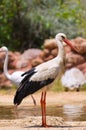 A white stork