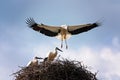 White stork