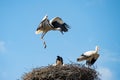 White stork Royalty Free Stock Photo