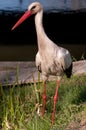 White Stork