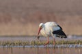 White Stork Royalty Free Stock Photo