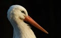 White stork