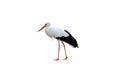 White stork