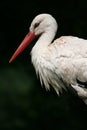 White stork Royalty Free Stock Photo