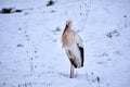 White stork atop a blanket of snow-covered ground