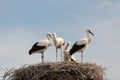 White stork baby birds in a nest