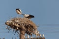 White stork baby birds in a nest