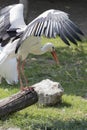 White stork Royalty Free Stock Photo