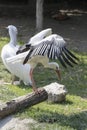 White stork Royalty Free Stock Photo