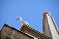 White stork on a belfry (Spain) Royalty Free Stock Photo