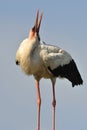White stork bending his neck