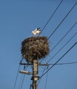 White stork in big nest on electric pole. Sparrows build nests in stork nest