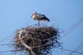 White stork bird, Ciconia ciconia at nest. Royalty Free Stock Photo
