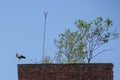 White stork bird, Ciconia ciconia standing on one leg on tower rooftop Royalty Free Stock Photo