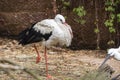 White Stork Bird A Closeup Wildlife Animal Portrait Royalty Free Stock Photo