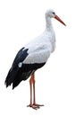 White Stork bird cutout
