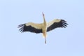 A White Stork bird flying against clear blue sky. Royalty Free Stock Photo