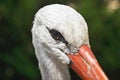 White Stork Bird Head Royalty Free Stock Photo