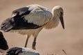 White stork bird looking down with blur background Royalty Free Stock Photo