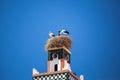 White stork bird nest on mosque tower, Morocco, Africa Royalty Free Stock Photo