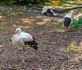 White stork bird with 2 other white storks in the background wildlife animal portrait Royalty Free Stock Photo