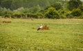 White stork bird in the clearing in front of the forest Royalty Free Stock Photo