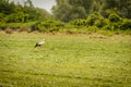 White stork bird in the clearing in front of the forest Royalty Free Stock Photo