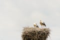 White stork bird in the clearing in front of the forest Royalty Free Stock Photo