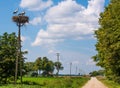 White stork birds on a nest during the spring nesting period