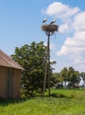 White stork birds on a nest during the spring nesting period