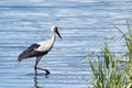 White stork with black wings, a long neck and a long red beak