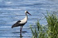 white stork with black wings and a long neck and a long red beak ÃÅ½ World Migratory Bird Day