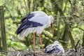 Stork with chick in nest Royalty Free Stock Photo