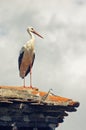 A white stork on the chimney, Ciconia ciconia Royalty Free Stock Photo