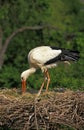 WHITE STORK ciconia ciconia, ADULT BUILDING NEST