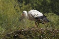 White Stork, ciconia ciconia, Adult, Carrying Nesting Materiel in Beak, Alsace in France