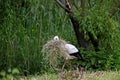 White Stork, ciconia ciconia, Adult Carrying Nesting Materiel in Beak, Alsace in France