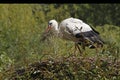 White Stork, ciconia ciconia, Adult Carrying Nesting Materiel in Beak, Alsace in France