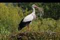 White Stork, ciconia ciconia, Adult Carrying Nesting Materiel in Beak, Alsace in France