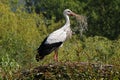 White Stork, ciconia ciconia, Adult Carrying Nesting Materiel in Beak, Alsace in France