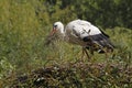 White Stork, ciconia ciconia, Adult Carrying Nesting Materiel in Beak, Alsace in France