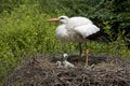 White Stork, ciconia ciconia, Adult with Chicks on Nest Royalty Free Stock Photo