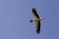 White Stork, ciconia ciconia, Adult in Flight, Carrying Nesting Materiel in Beak, Alsace in France