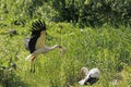 White Stork, ciconia ciconia, Adult in Flight, Carrying Nesting Materiel in Beak, Alsace in France