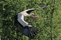 White Stork, ciconia ciconia, Adult in Flight, Carrying Nesting Materiel in Beak, Alsace in France