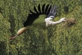 White Stork, ciconia ciconia, Adult in Flight, Carrying Nesting Materiel in Beak, Alsace in France