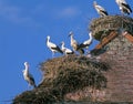 White Stork, ciconia ciconia, Adults standing on Nest, Alsace in France