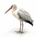 White Stork, Ciconia, beautiful white black bird with long beak, isolated on white Royalty Free Stock Photo