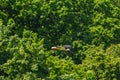 White stork, Ciconia ciconia bird is hunting on grassy swamp